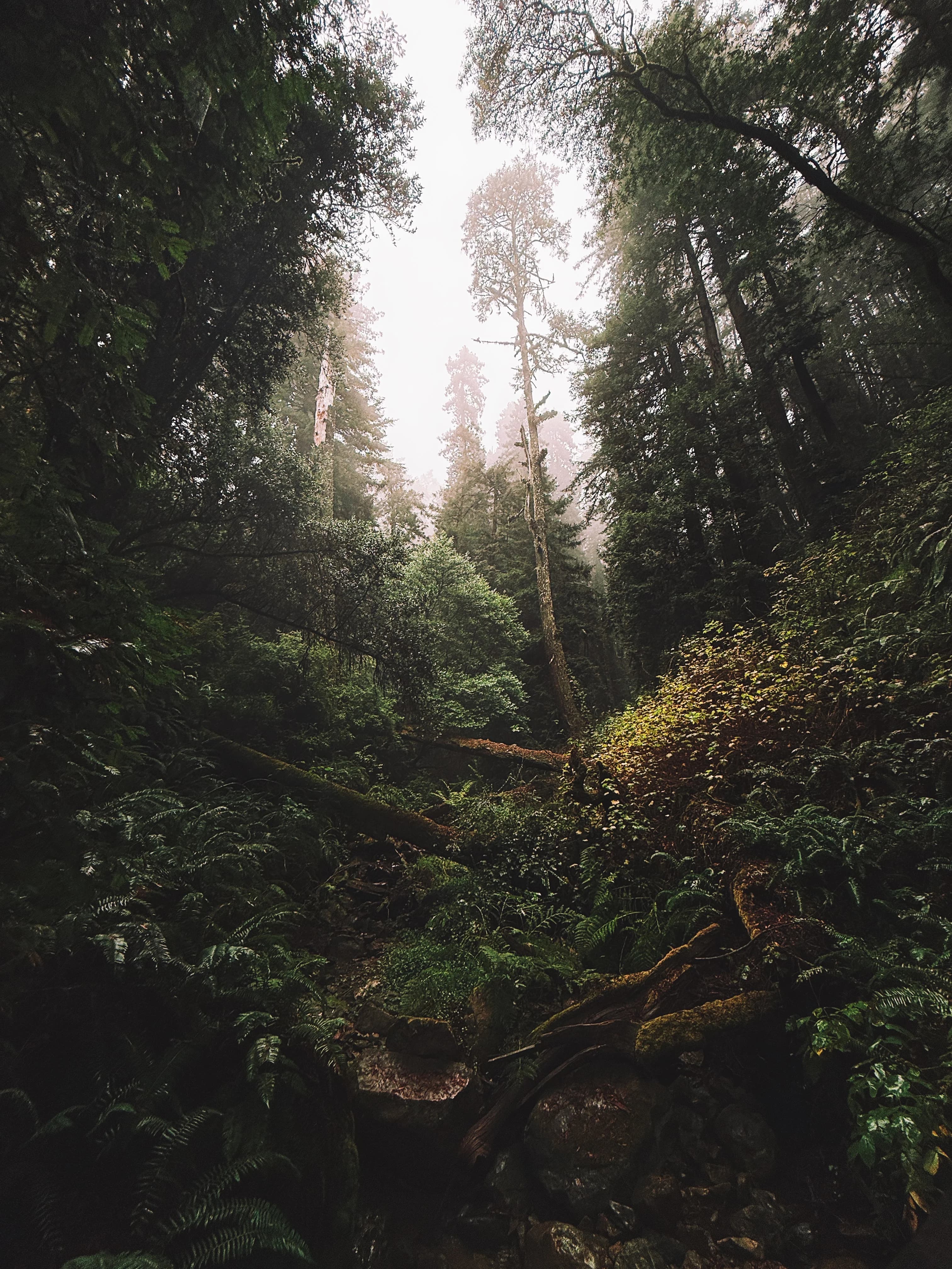 A beautiful picture of being inside the forest of Mt. Tamalpais