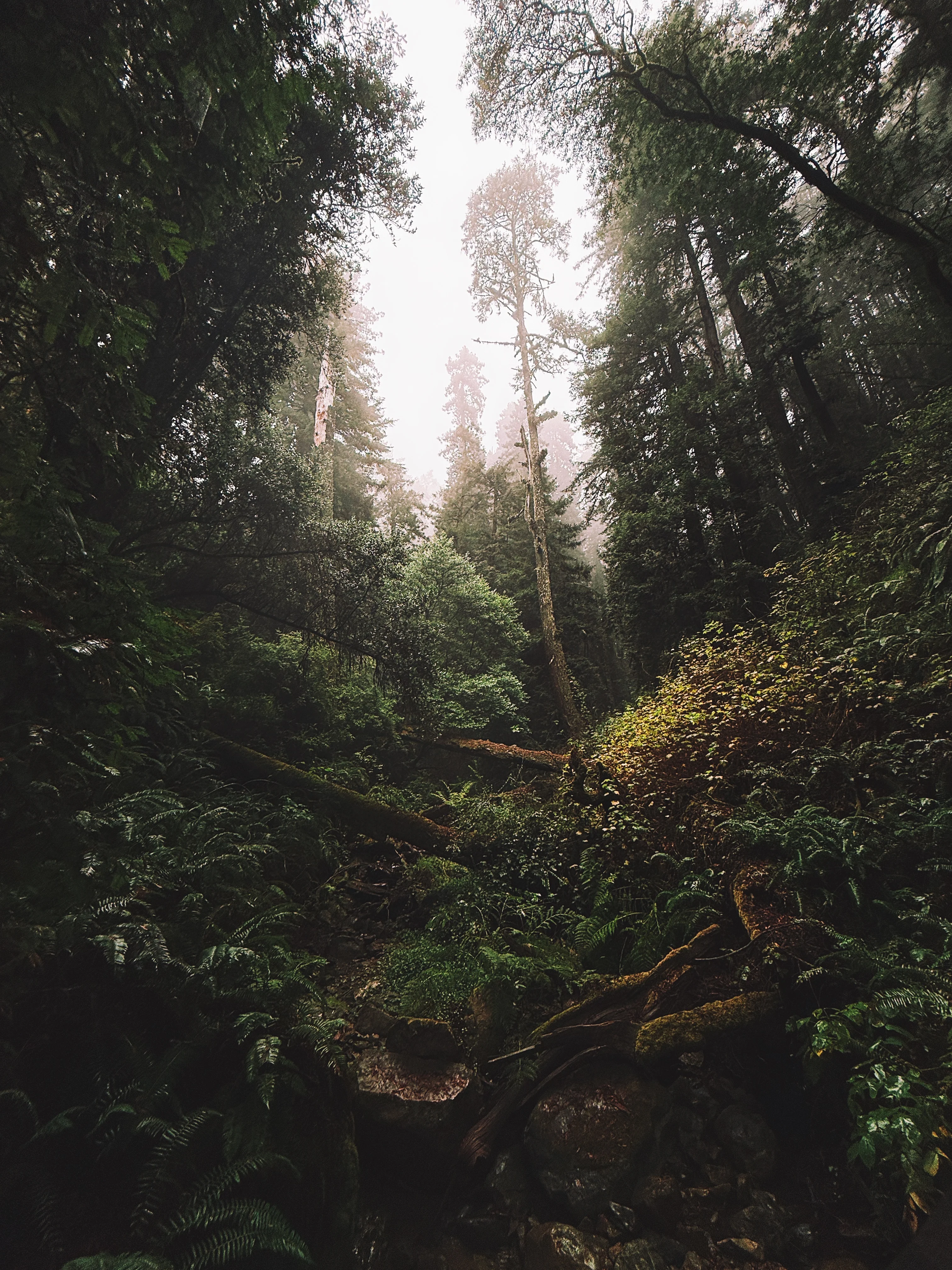 A beautiful picture of being inside the forest of Mt. Tamalpais